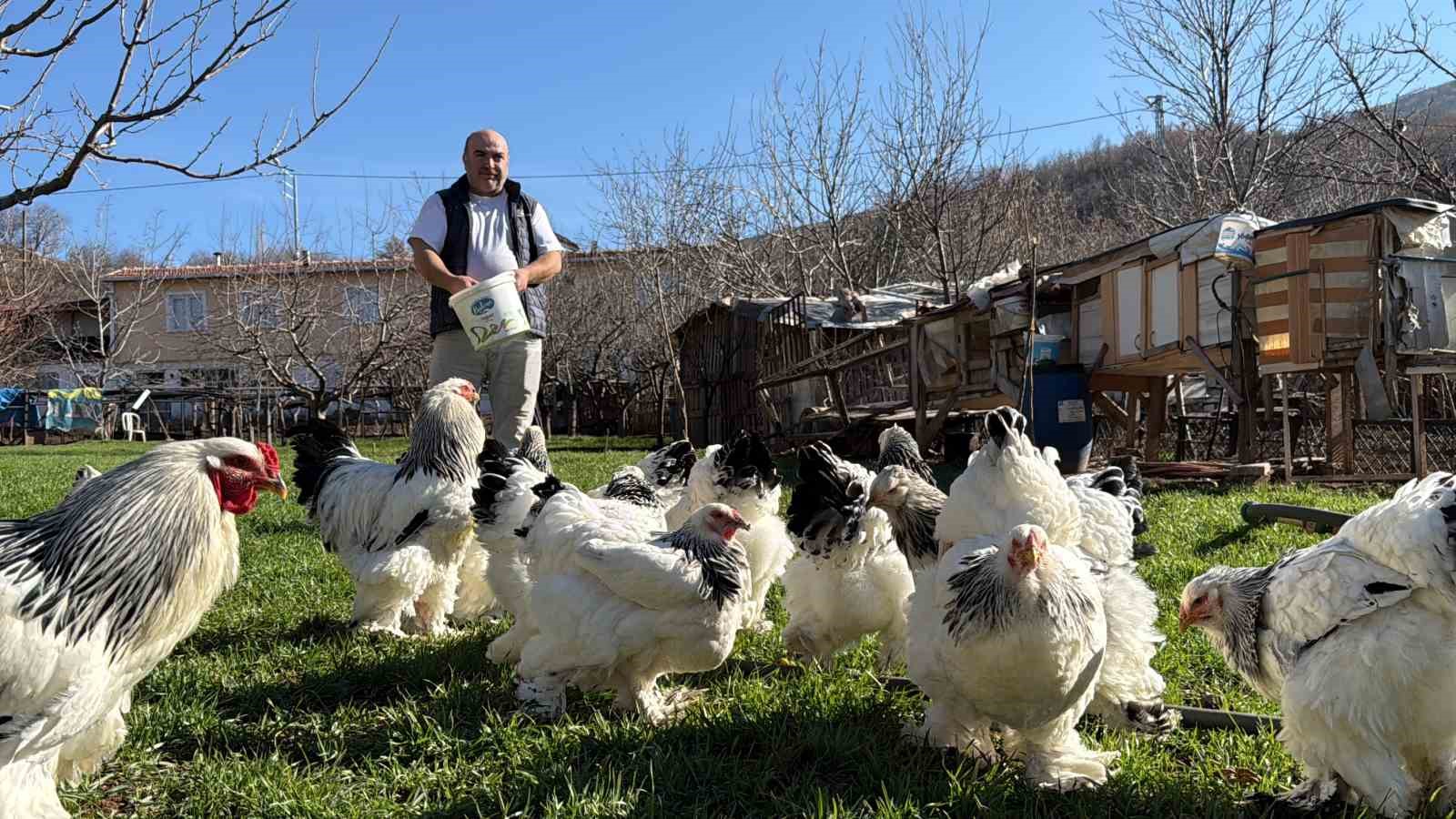 hobisini tutkuya cevirerek evinin bahcesini tavuk ciftligine donusturdu OCPYLl4X
