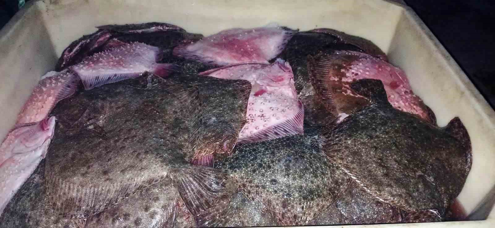 kacak kalkan baligi avciligina operasyon 3 bin 620 kilo kalkan baligi ele gecirildi detWh9a7