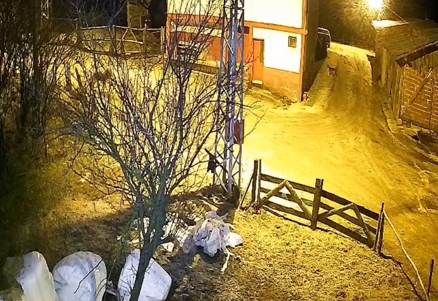 koye inen ac kurt kopegi yakalamaya calisti o anlar kamerada BsBLsVKd