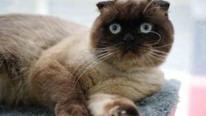 samsunda 6 bin 302 kedi ve kopege cip takildi ewlav8Yw