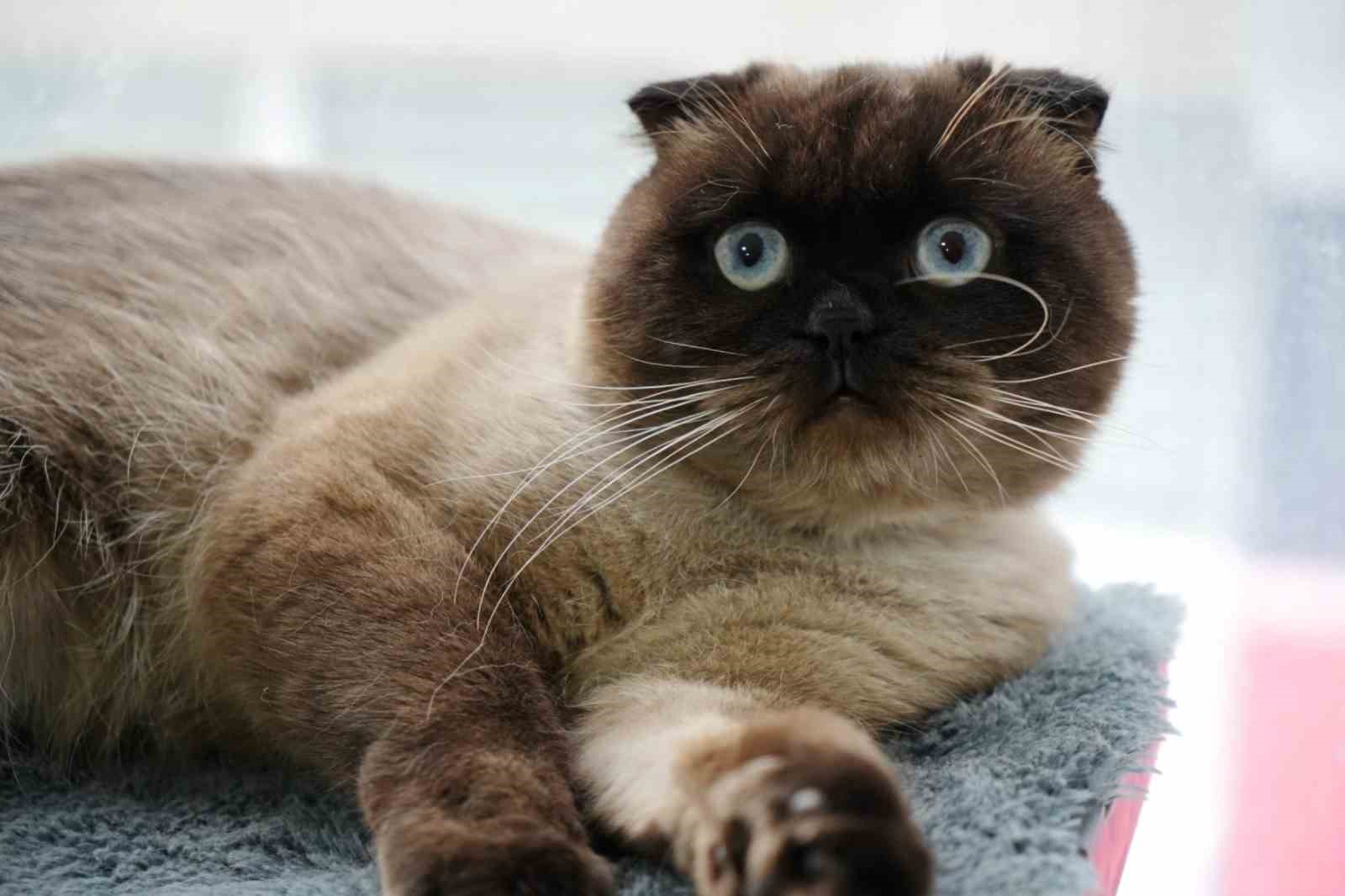 samsunda 6 bin 302 kedi ve kopege cip takildi ewlav8Yw