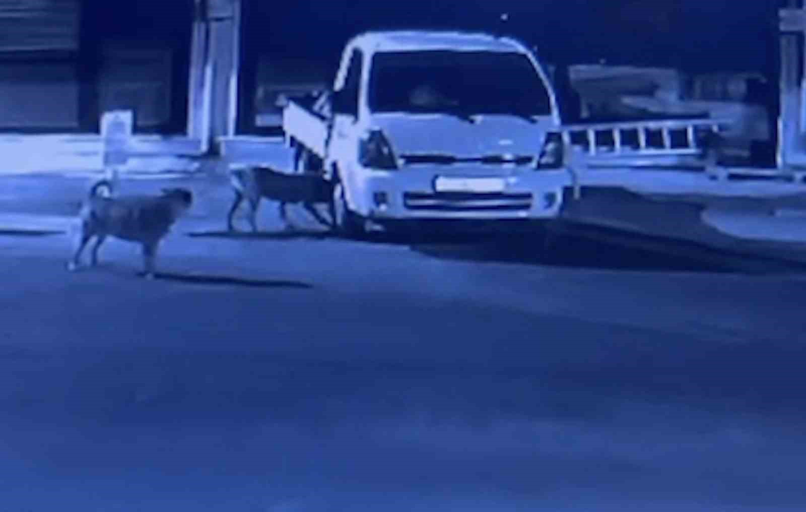 sokak kopekleri park halindeki kamyoneti parcaladi o anlar kamerada bp7Wbalt