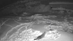 ac kalan kurtlar koye indi ObyUvGg1