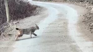 artvinde nesli tehlike altinda olan vasak goruntulendi i35lqMuL