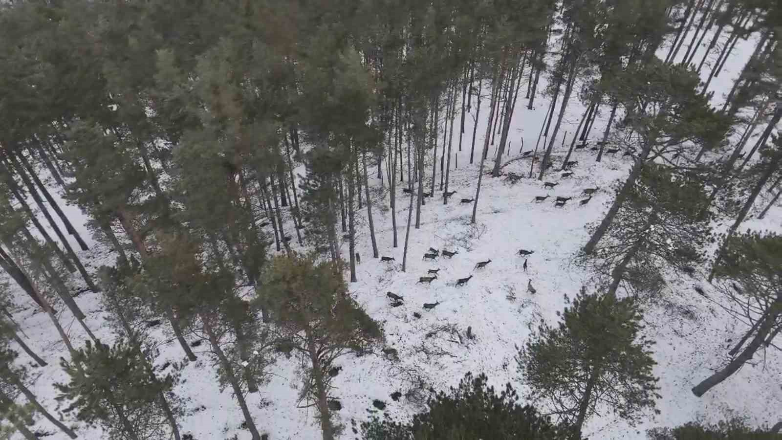 dogadaki cerrah geyik surusunu goruntuledi