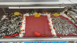 hamsi sevenlere kotu haber Z9cNri5S