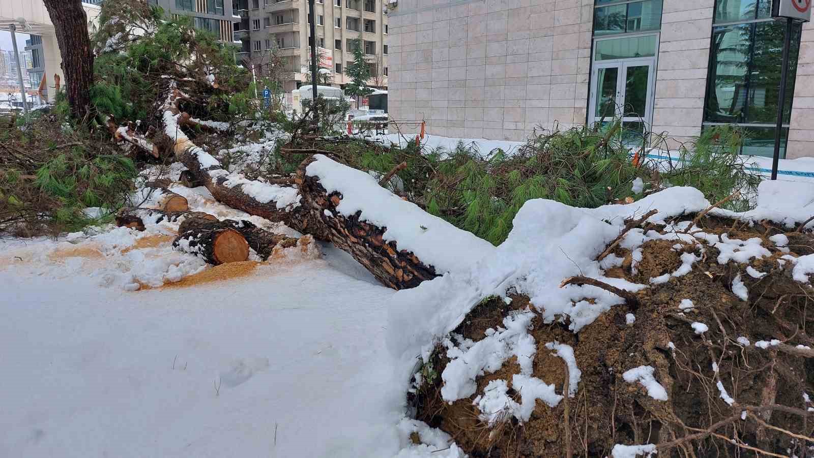 karin agirligini tasiyamayan agac kokunden devrildi F9GR3zS6