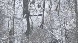 kis uykusuna yatamayan ayilar boyle goruntulendi ADPmaI1R