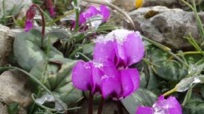 kis ve ilkbahar bir arada cigdemler cicek acti DGEnKypC