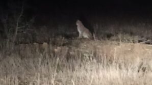 nesli tehlike altindaki kafkas vasagi gece avlanirken goruntulendi GgRYFYhd