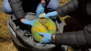 tavuk kumesinde 13 paket uyusturucu ele gecirildi MAhYCA3M