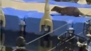 tokatta nesli tukenme tehlikesi altindaki su samuru goruntulendi tQFlNM49