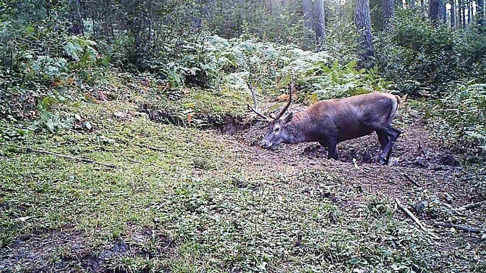 yaban hayati fotokapana yakalandi q5XdzXwu