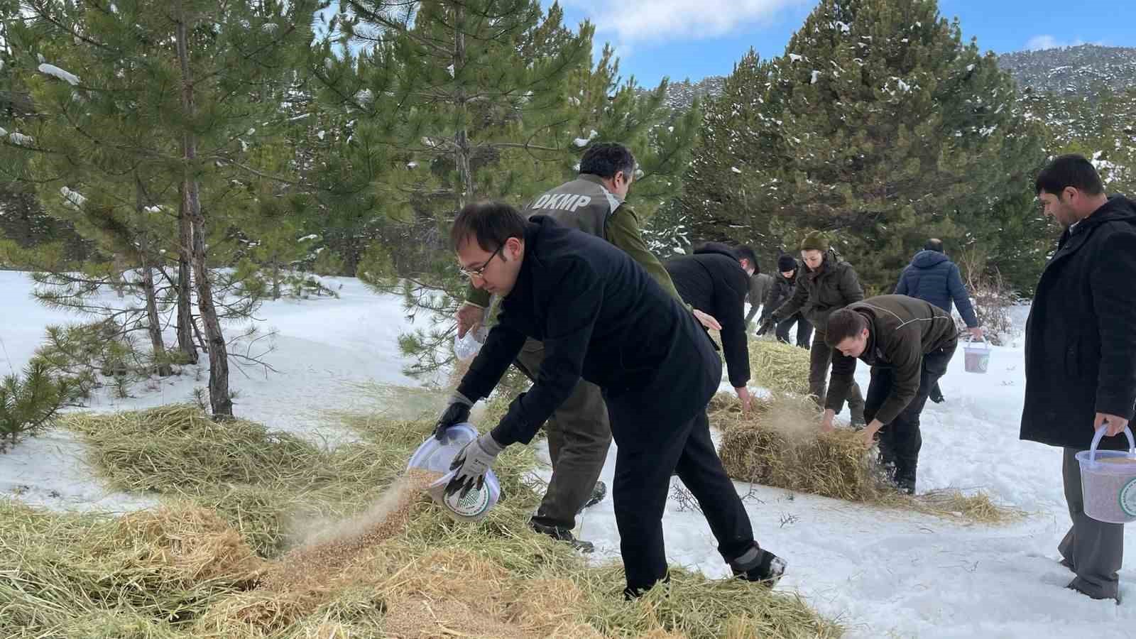 yaban hayvanlari icin karla kaplanan ormanlara yem biraktilar 2PJJawuM