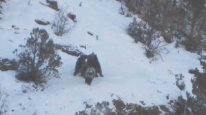 yavru ayilarin karda oyun keyfi kameralara takildi Pu4eqMmR