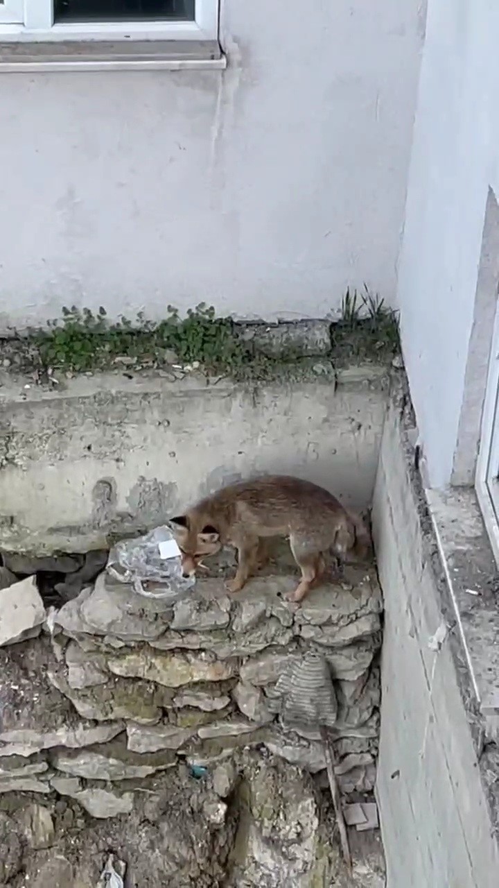 yiyecek arayan tilki kamerada J2H5Xlcw