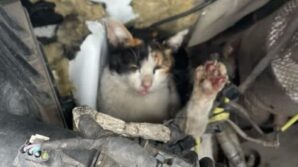 ambulansin motor bolumune giren kedi kurtarildi ilgADc8p