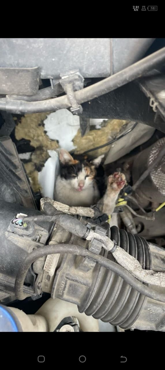 ambulansin motor bolumune giren kedi kurtarildi ilgADc8p