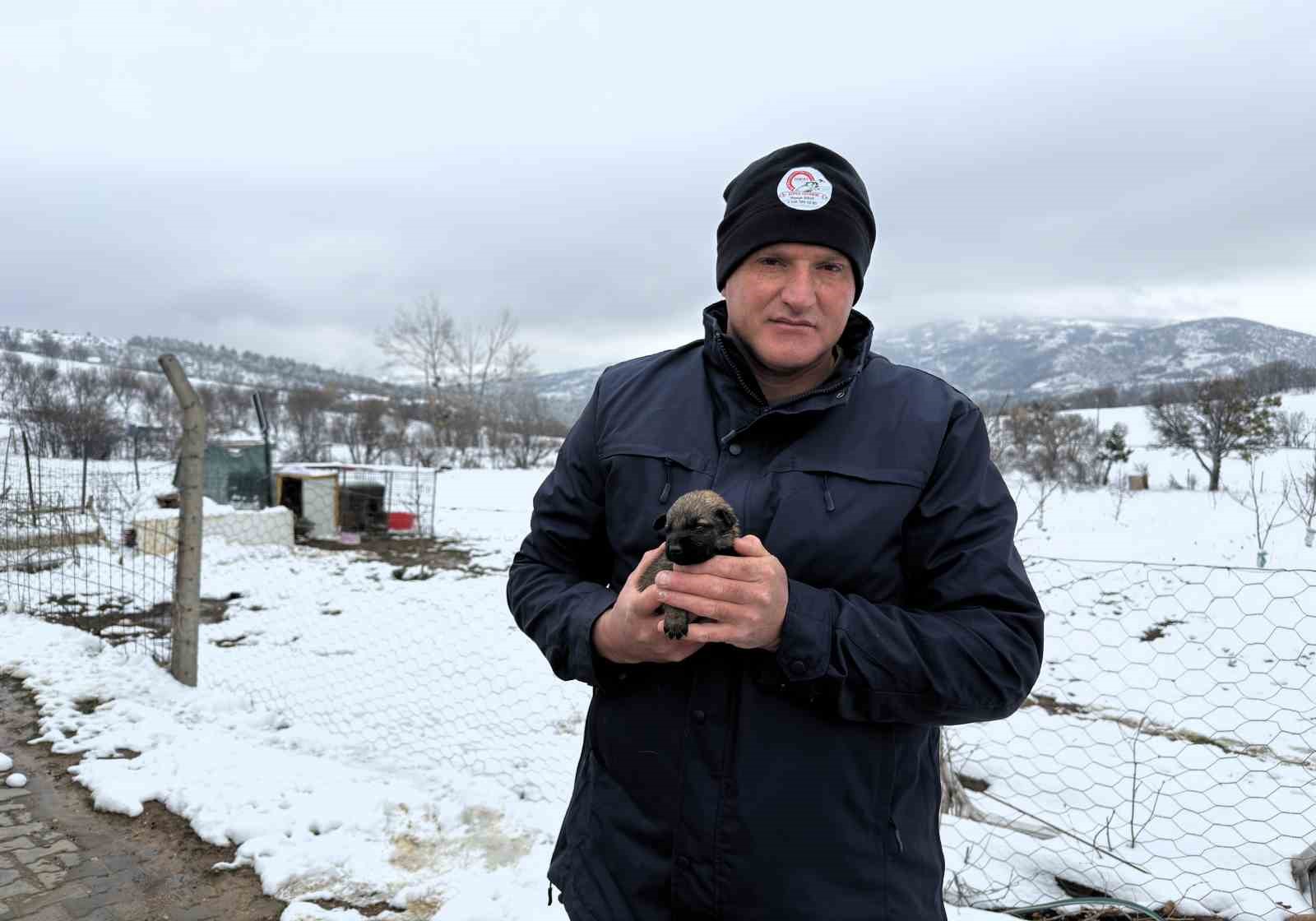 anneleri olen yavru kurt kopeklerine kangal kopegi annelik etti wzHflXjC