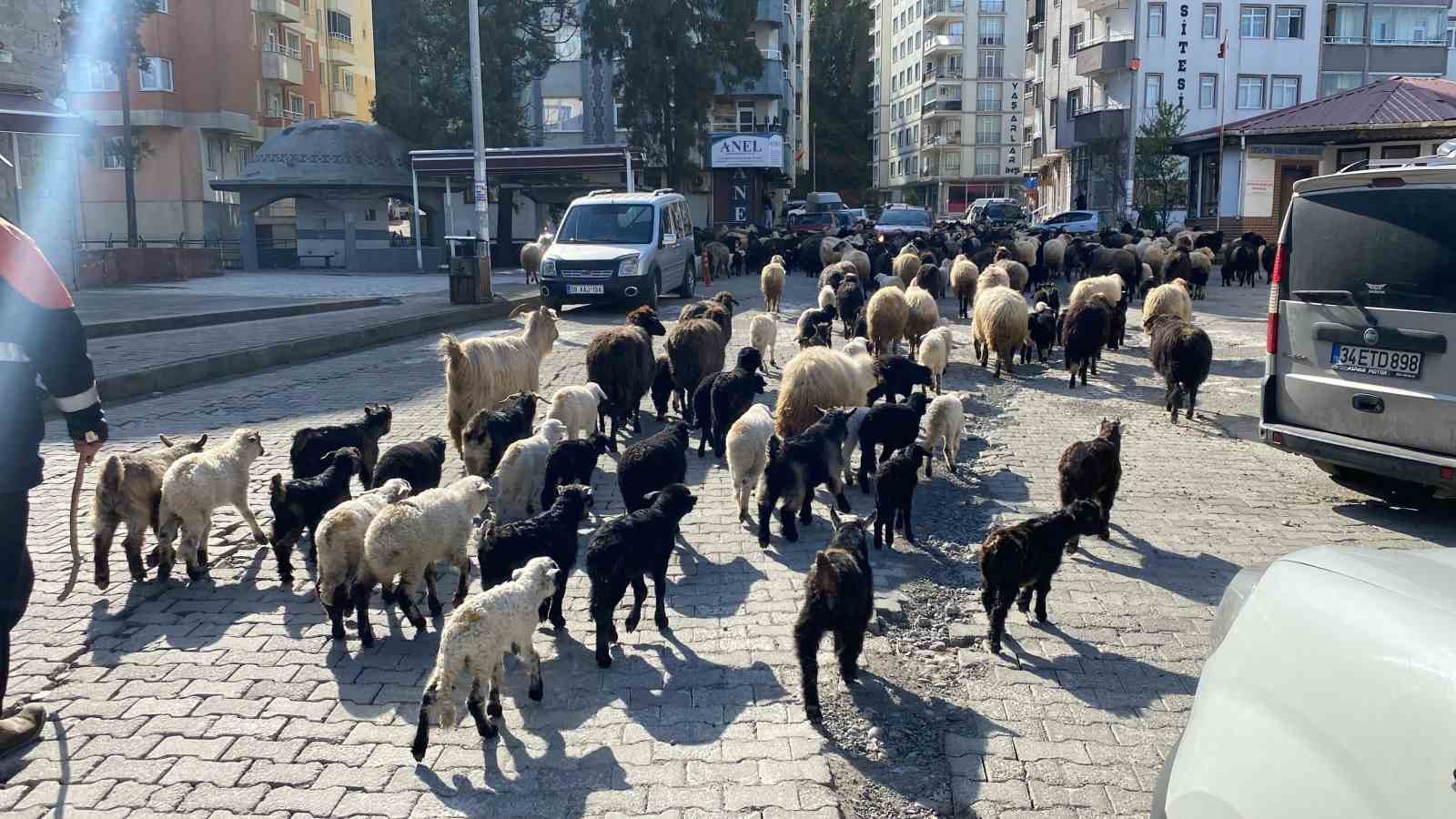 caddelerde koyun surusunu gorenler saskina dondu artvinde yayla gocu erken basladi cPYryWrQ