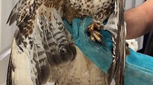 corumda kanadi kirik halde bulunan sahin tedavi altina alindi 15zqg9vG