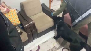 evdeki koltuga zulalanmis metamfetamini narkotik kopegi tony buldu 2WvUiDfA