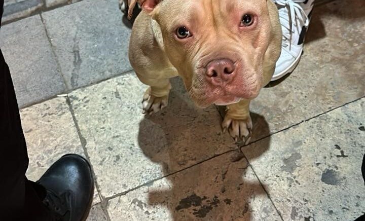 gumushanede yasakli irk kopek gezdiren sahsa 76 bin tl ceza 2NxUg4ic