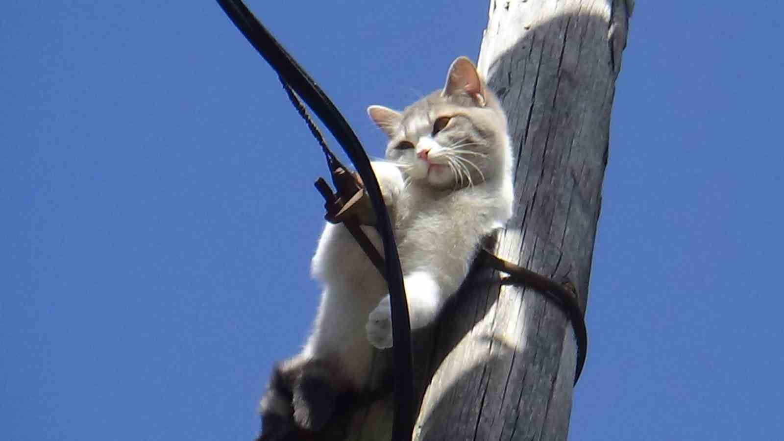 iki gundur ac susuz direkte mahsur kalan kedi kurtarildi aMsIprek