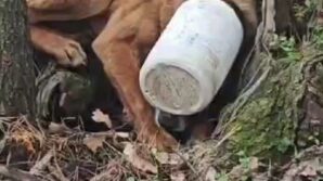 kafasina plastik bidon sikisan kopege yardim eli O3jkWzlv