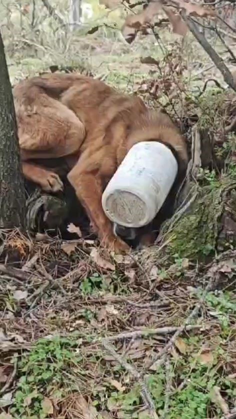 kafasina plastik bidon sikisan kopege yardim eli O3jkWzlv