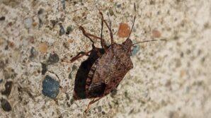 kahverengi kokarca ile mucadelenin yarini Iw8V3sRL