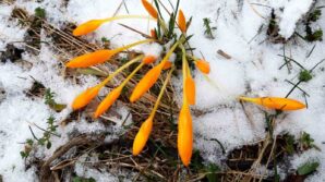 kar sogugu baharin mujdecisini dondurdu qg9iqYEY