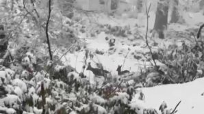 karacalar karla kapli ormanda gezinirken goruntulendi jyFRYbZu