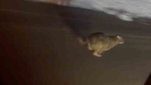 kastamonuda yola inen vasak kamerada RFjbpLZ6