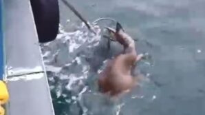 kopeklerin saldirisindan kacarken denize dusen karaca balikcilar tarafindan kurtarildi RwsIh65l