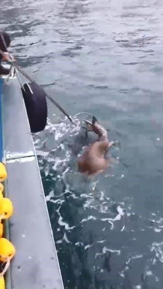 kopeklerin saldirisindan kacarken denize dusen karaca balikcilar tarafindan kurtarildi RwsIh65l