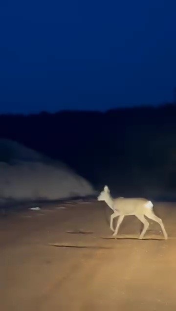 koy yolundaki karaca kamerada