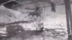 kurtlara tek basina karsi koydu xBvhapZ9