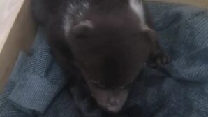 orman iscilerinin buldugu yavru ayi koruma altina alindi S8J4Hqzn