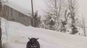 rizede kislik ahirindan kacan boga yazliginda bulundu KsSPAmg4