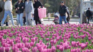 samsunda lale zamani W5t4cJYg