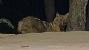 sinopta yalniz gezen cakal goruntulendi 9EynsEUd