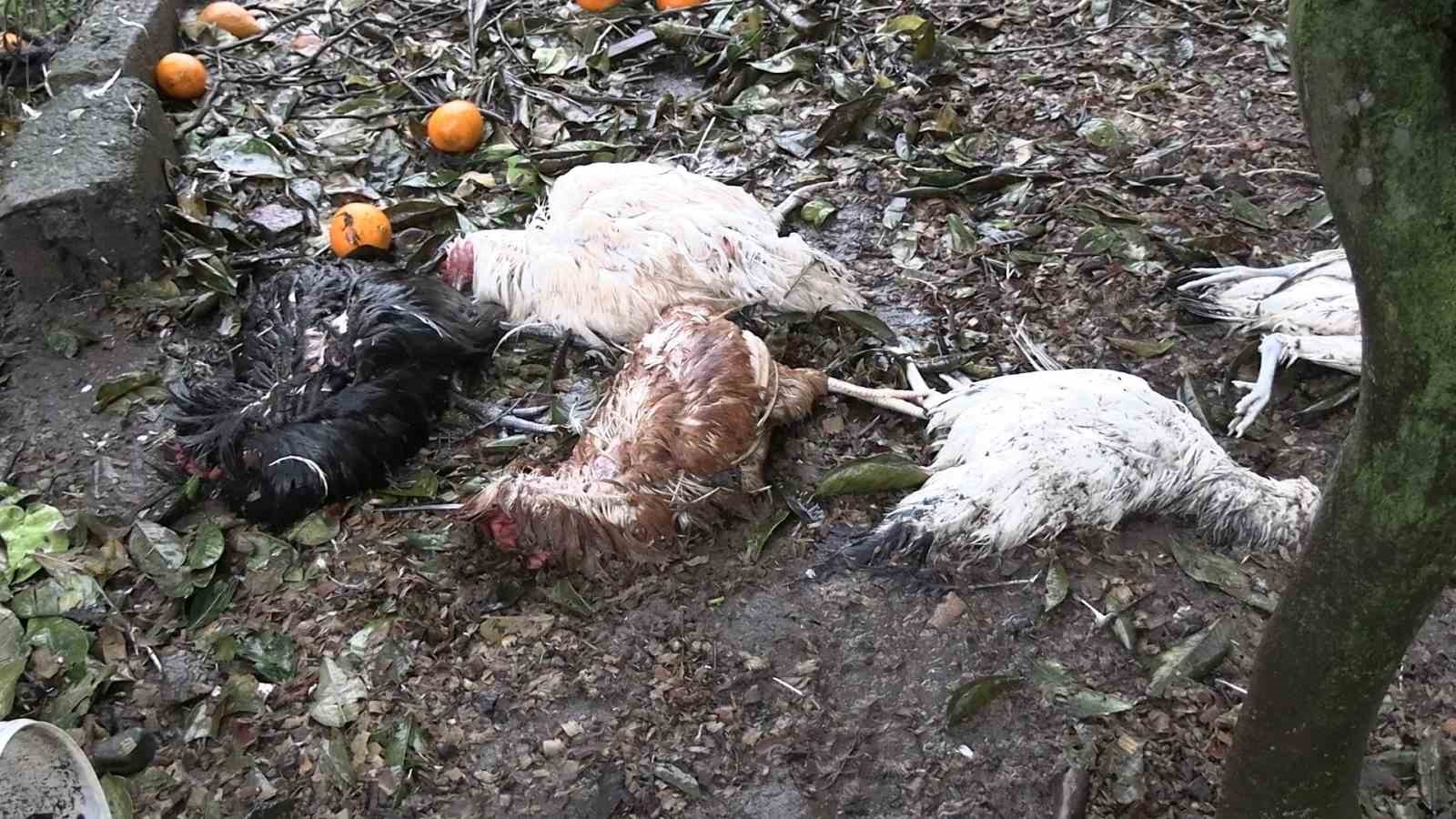 sokak kopekleri kumeste katliam yapti W4GtnPUQ