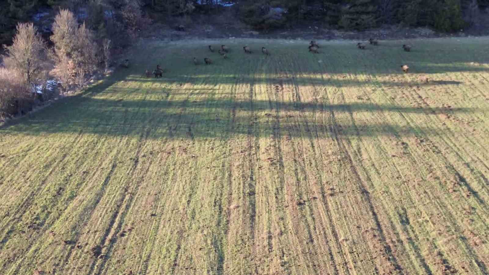 tarlada yiyecek arayan domuz surusu dronla goruntulendi EWqPNavf