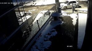 ac kalan tilki bolu sokaklarina indi JB94N3lN