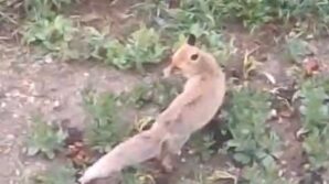 ac kalan tilki evin bahcesine kadar girdi fKPbbxBV