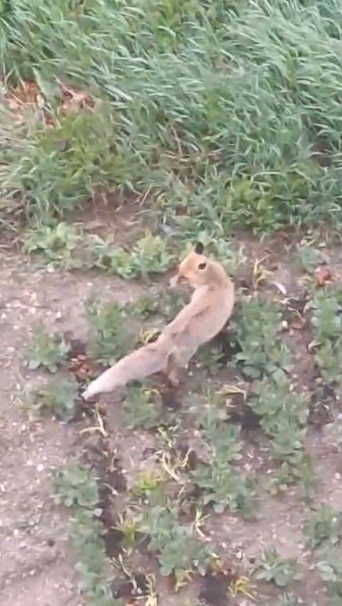 ac kalan tilki evin bahcesine kadar girdi