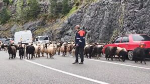 artvinde yaylaya giden koyun surusu karayolunu isgal etti pwbIx1HA