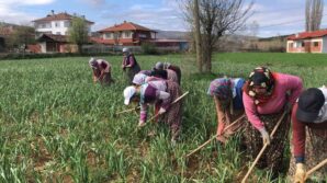dunyaca unlu taskopru sarimsaginin capalama donemi basladi KqEjcRAw