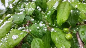 duzcede nisan kari erigin uzerine kar yagdi F8buT5W2